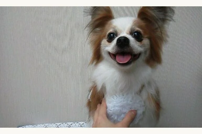 thumbnail_170407_1300001