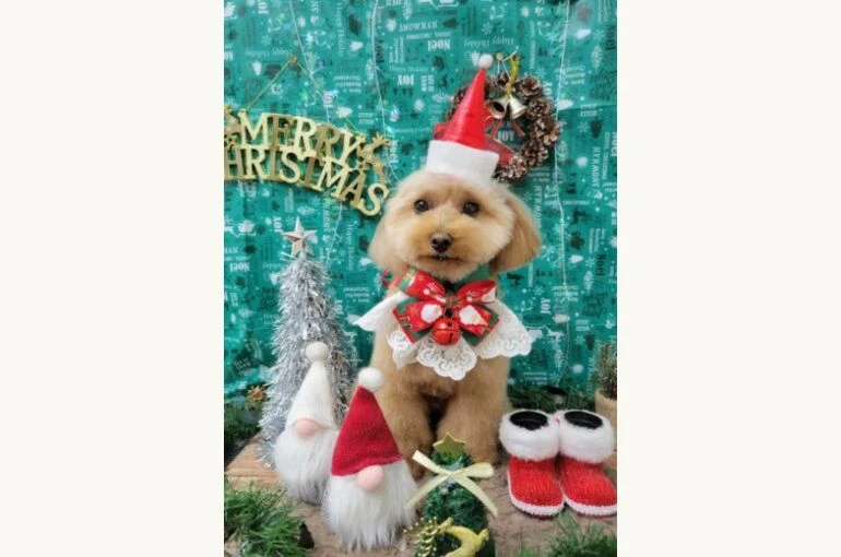 21-12-16-19-04-30-605_deco-353x500-1