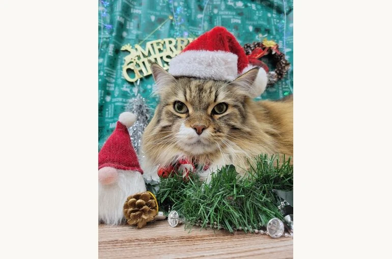 21-12-20-18-55-55-107_deco