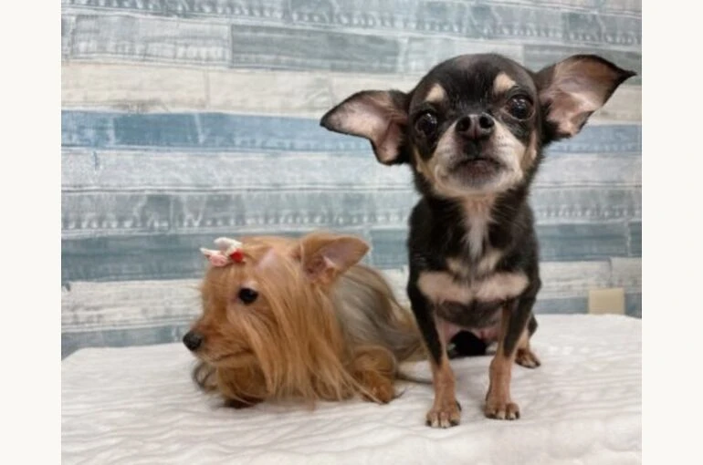 IMG_7358-500x401-1