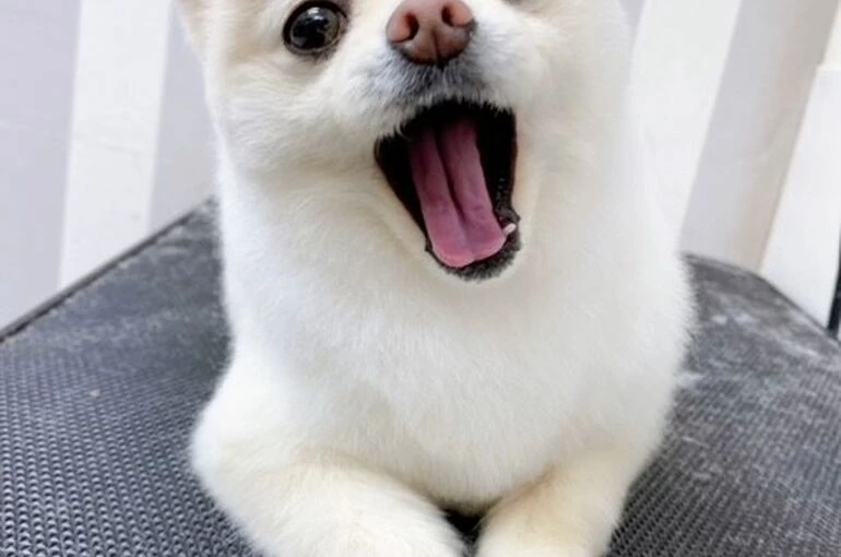 kooooo