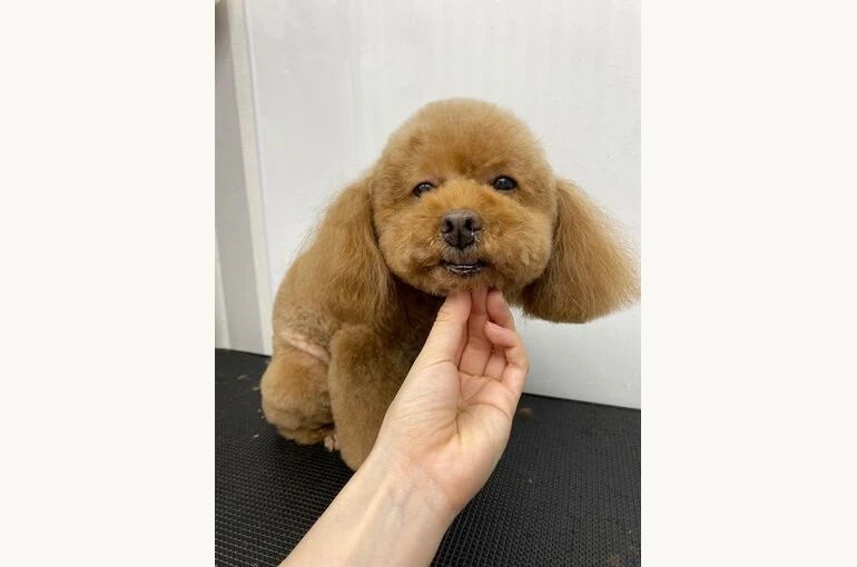 lpogftfu