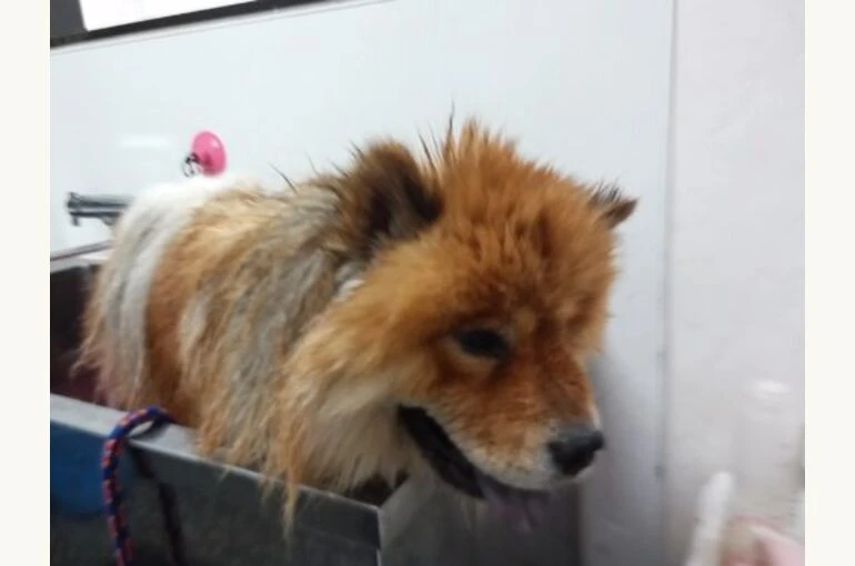 IMG01078-500x375-1