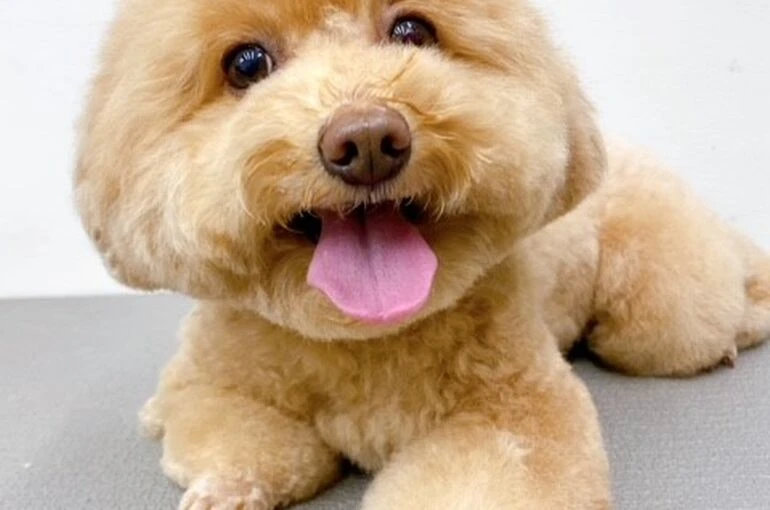 aaaa