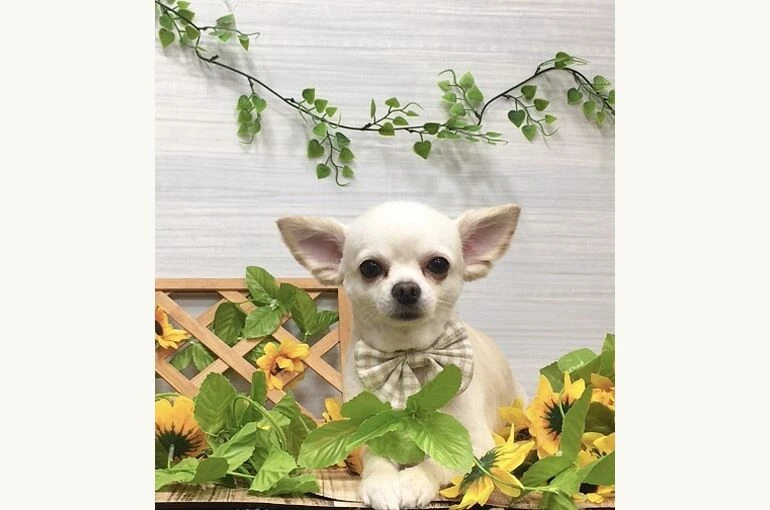 IMG_2966