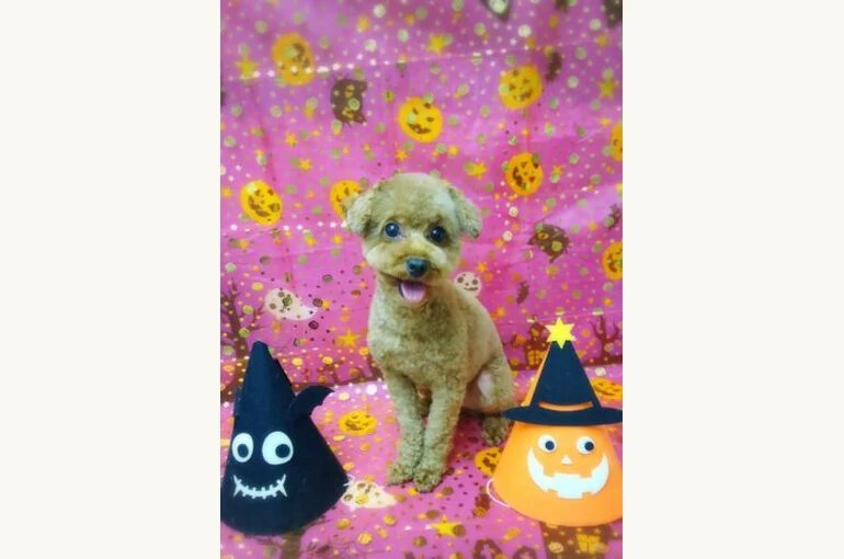 thumbnail_17-10-14-19-39-15-111_deco-360x500-1