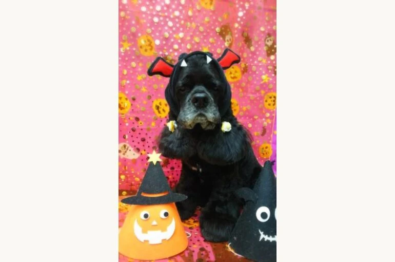 thumbnail_17-10-16-15-07-24-205_deco-302x500-1