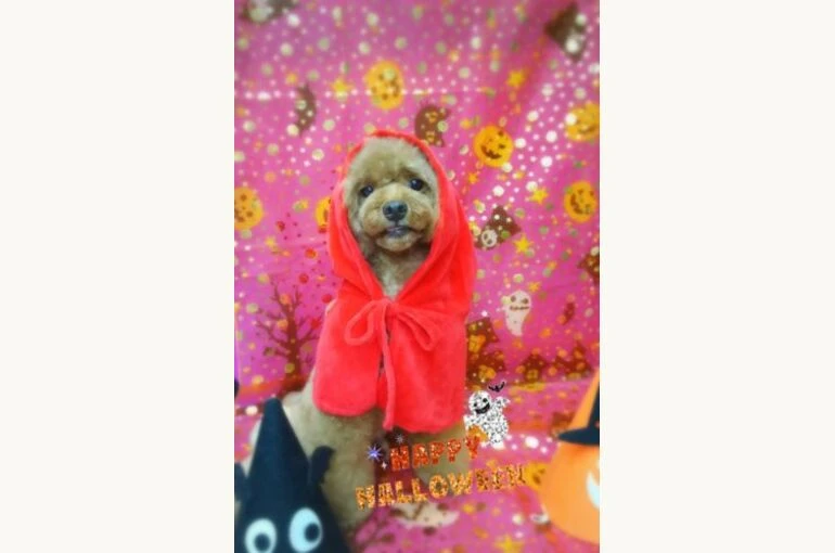 thumbnail_17-10-26-14-07-02-557_deco-330x500-1