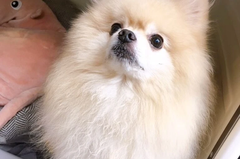 pou8ygujkok