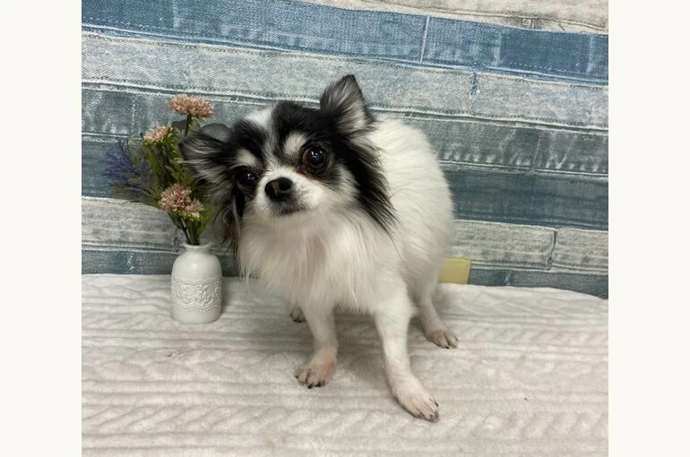 IMG_0017