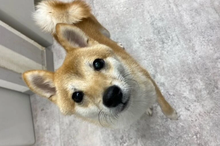 jut