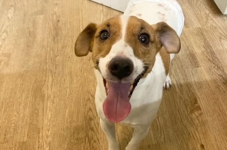 jrt