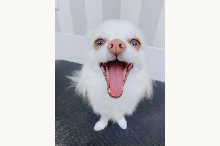 mojh