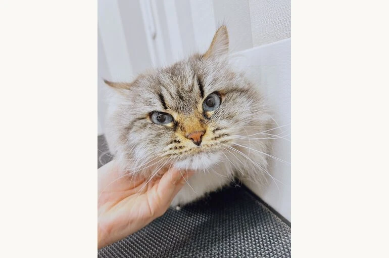 vfe