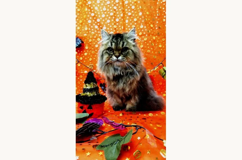 thumbnail_IMG_20181009_153106