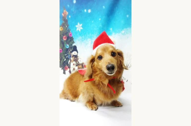 thumbnail_18-12-08-19-08-10-827_deco