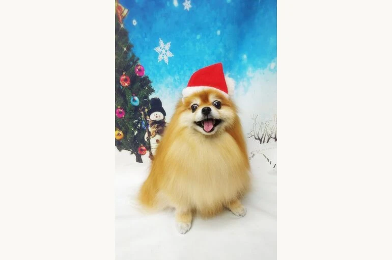 thumbnail_18-12-10-19-13-39-649_deco