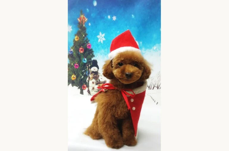 thumbnail_18-12-13-14-58-25-819_deco