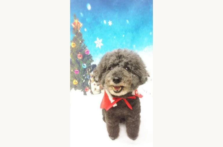 thumbnail_18-12-14-14-13-50-106_deco