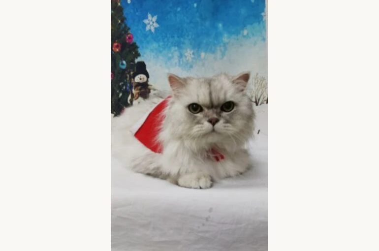 thumbnail_IMG_20181218_190006