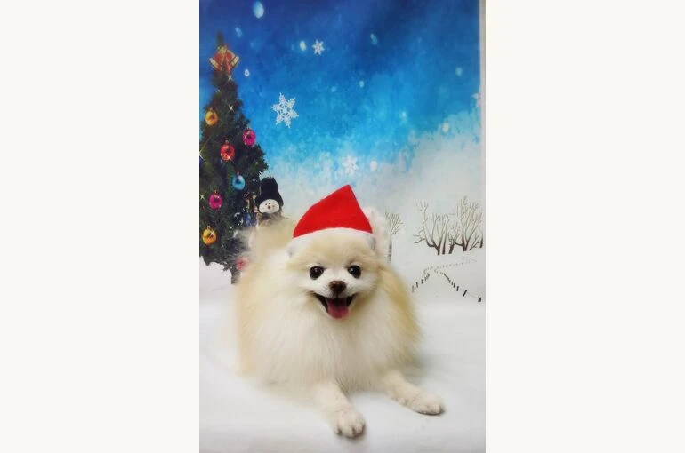 thumbnail_18-12-19-16-07-20-871_deco