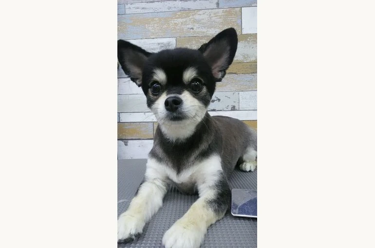 DSC_0006-1