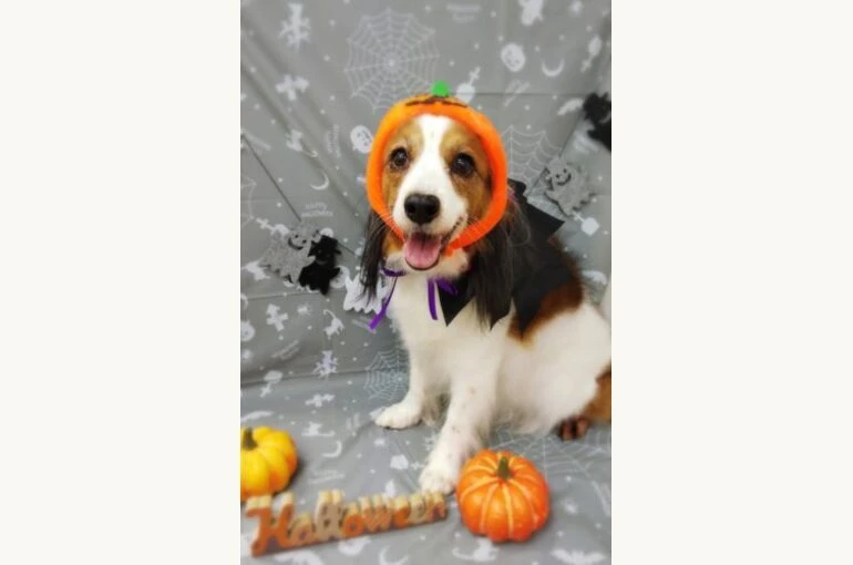 thumbnail_19-10-11-20-42-40-524_deco-328x500-1