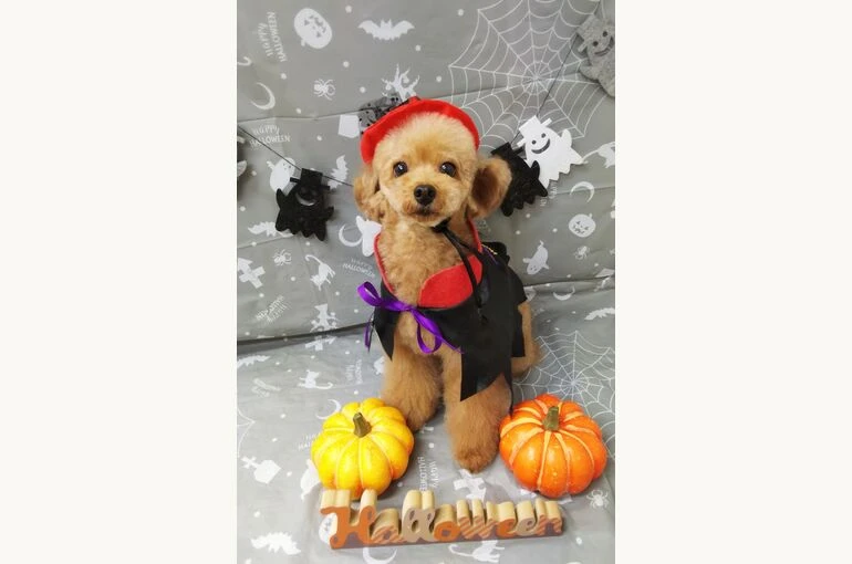 thumbnail_19-10-21-17-09-05-361_deco