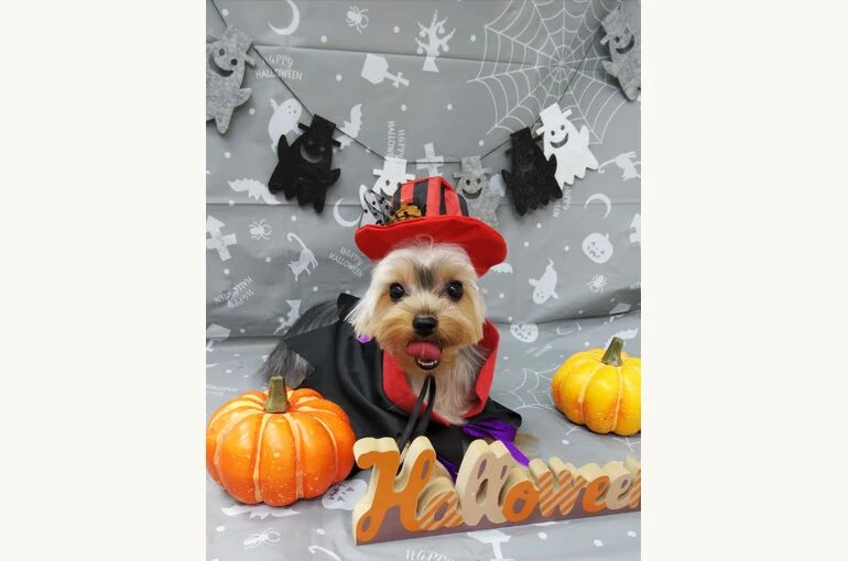 thumbnail_IMG_20191022_212327