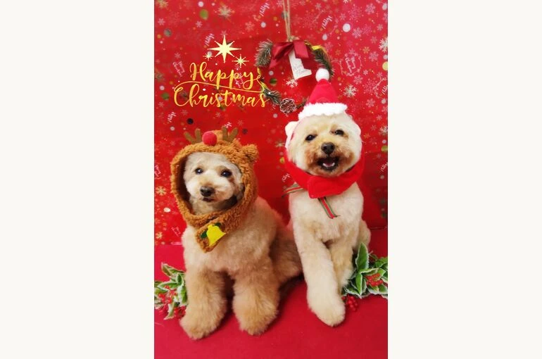 thumbnail_19-12-17-18-48-59-293_deco