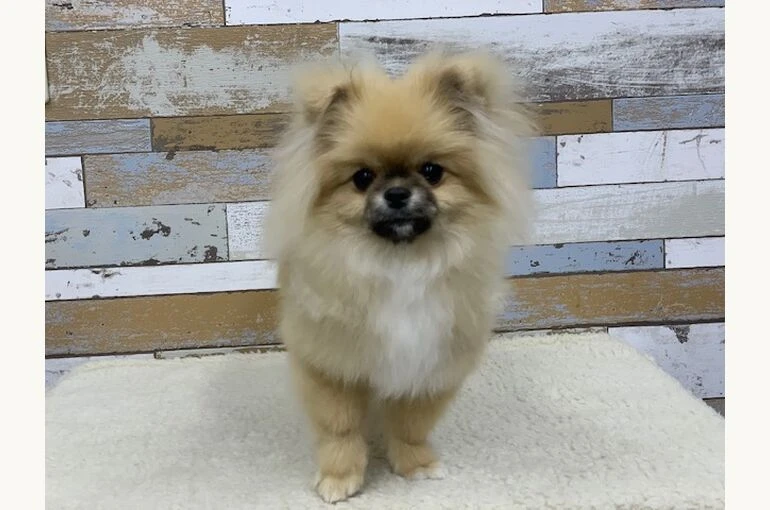 古谷獅子雄