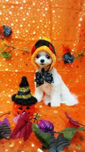 thumbnail_18-10-07-16-11-14-450_deco
