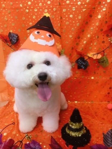 thumbnail_image1