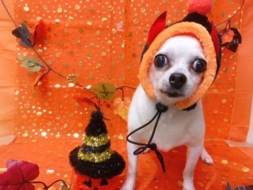 thumbnail_image1