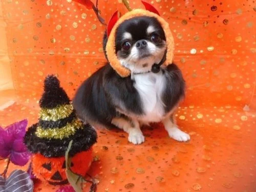 thumbnail_image1
