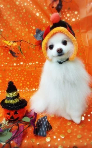 thumbnail_18-10-20-11-53-38-751_deco