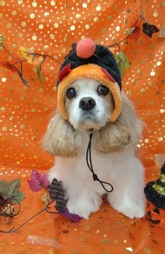 thumbnail_img_20181023_190134
