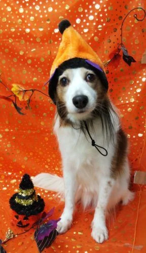 thumbnail_img_20181024_111216