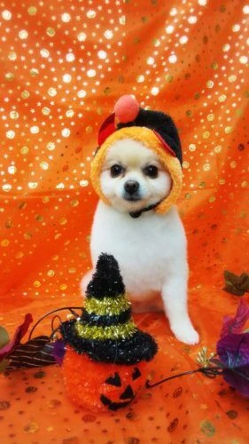 thumbnail_18-10-26-19-10-30-644_deco