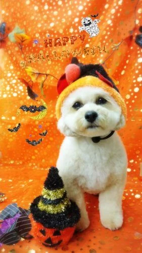 thumbnail_18-10-27-16-35-32-114_deco