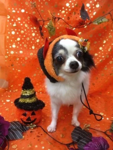 thumbnail_image1