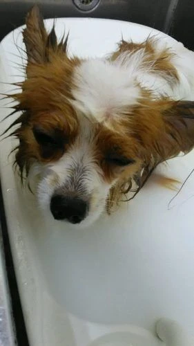 dsc_0019