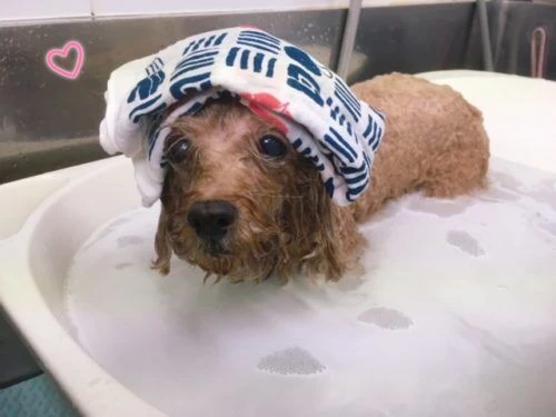thumbnail_image1