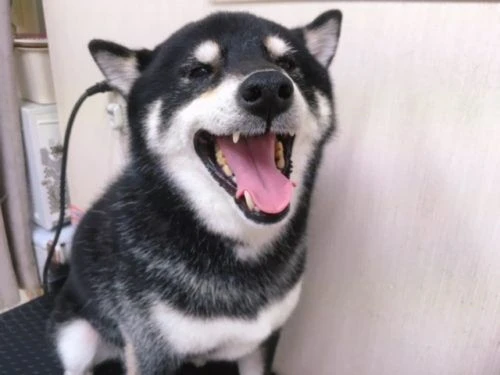 thumbnail_image2