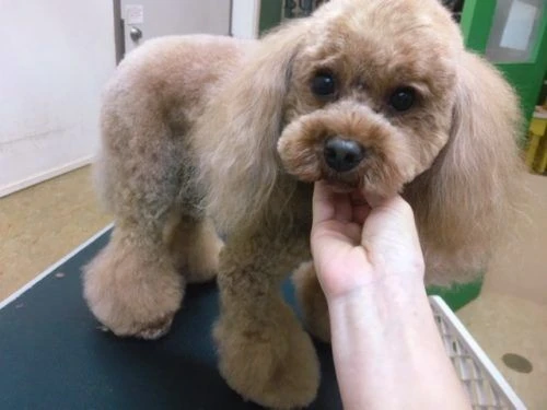 thumbnail_image1
