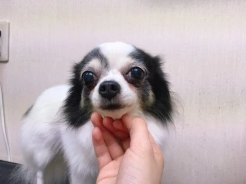 thumbnail_image1