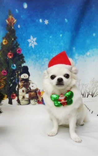 thumbnail_18-12-05-15-34-11-056_deco