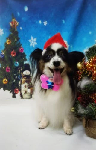 thumbnail_18-12-05-15-35-06-455_deco