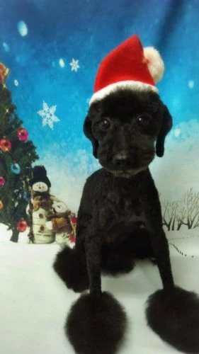 thumbnail_18-12-08-19-05-37-948_deco