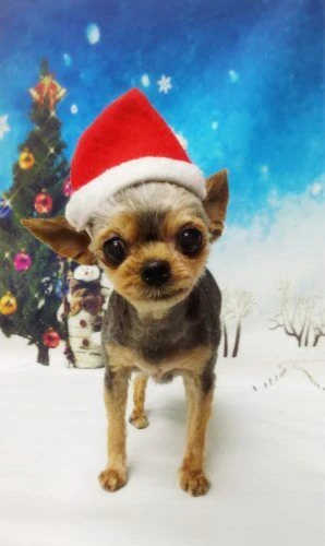 thumbnail_18-12-08-19-06-00-919_deco